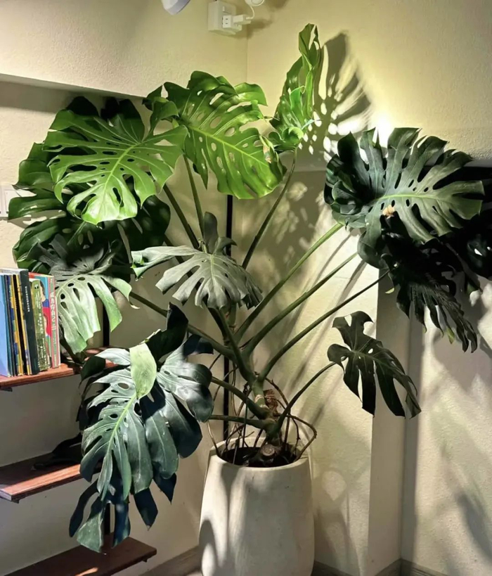 不养龟背竹体验不到龟背竹的美超大的叶子人见人喜欢