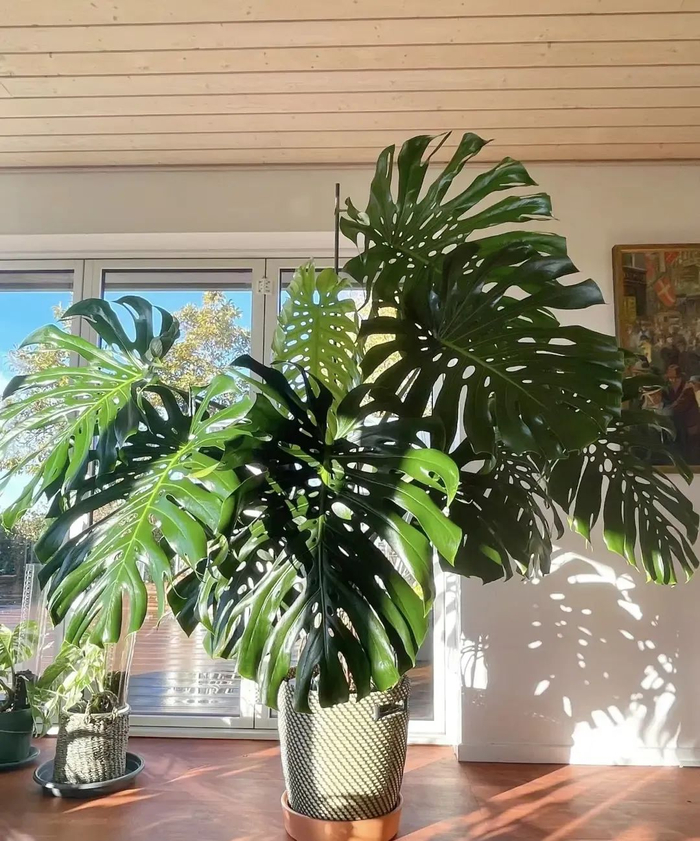不养龟背竹体验不到龟背竹的美超大的叶子人见人喜欢