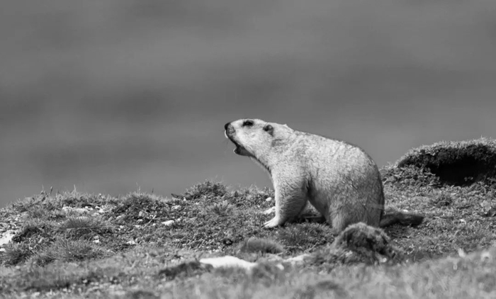 农业地理苏武饿得吃草根为啥不吃羊影响农业生产的主