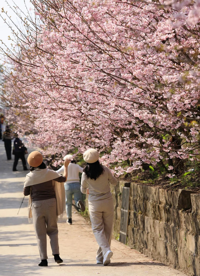 元宵赏花,重庆近郊十万株樱花竞相绽放!|樱花|重庆市_新浪新闻