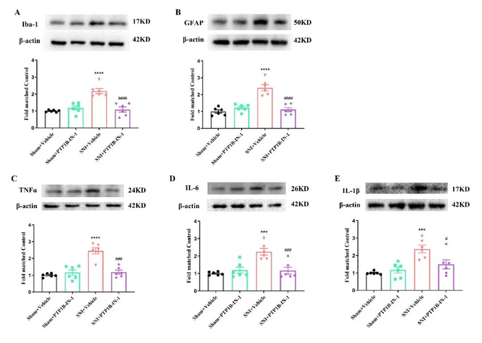 图6 ptp1b-in-1抑制sni大鼠脊髓中的内质网应激和nf-κb的激活图5 ptp