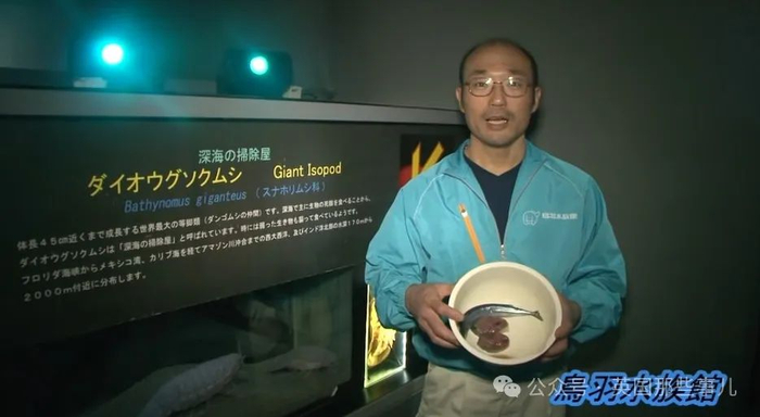 10年前这只大王具足虫在日本水族馆里整整绝食5年