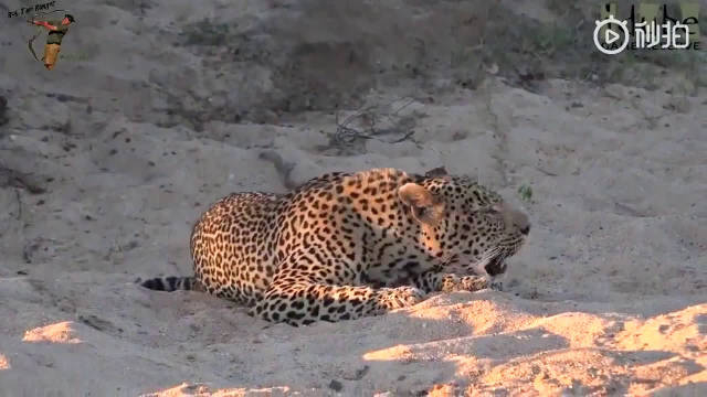 各种猫科动物的叫声——猎豹:喵(小小声)