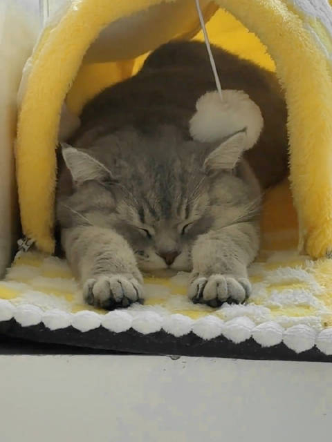 好可爱它怎么这样睡觉啊