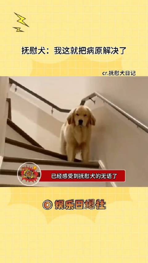 抚慰犬老子哄好了你来了抚慰犬