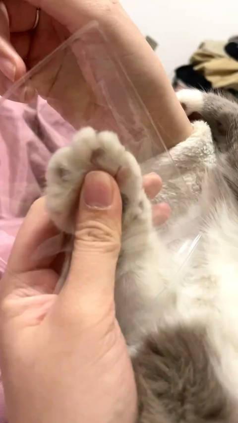 女生猫爪手势图片图片