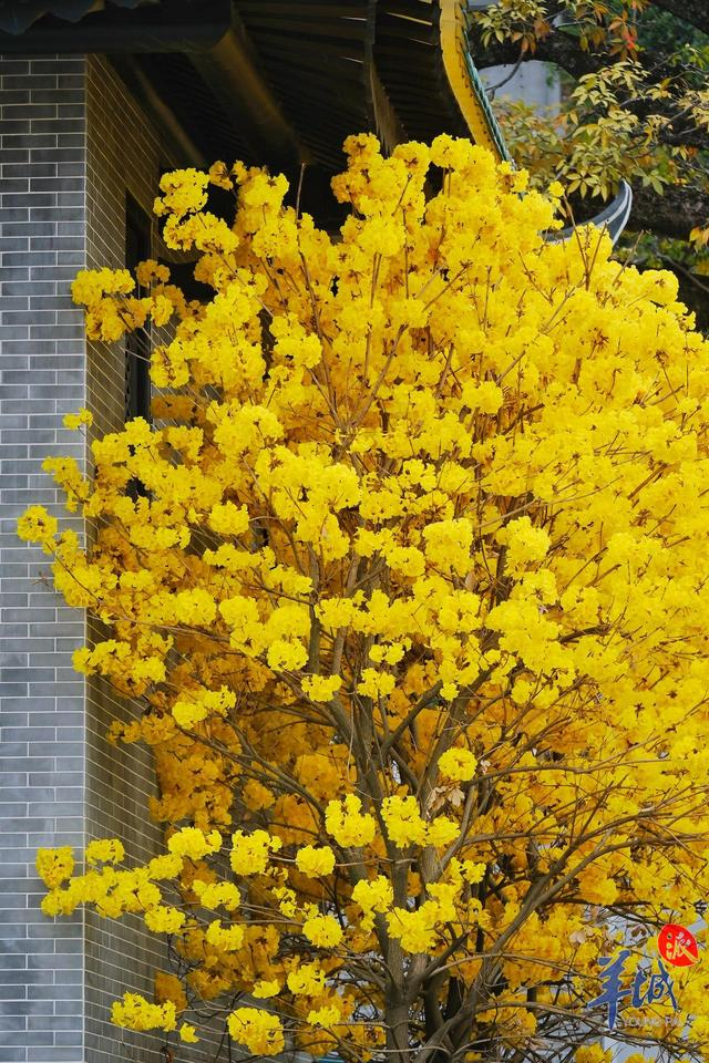 秋明拍花|看,广州光孝寺黄花风铃木"金"艳盛开