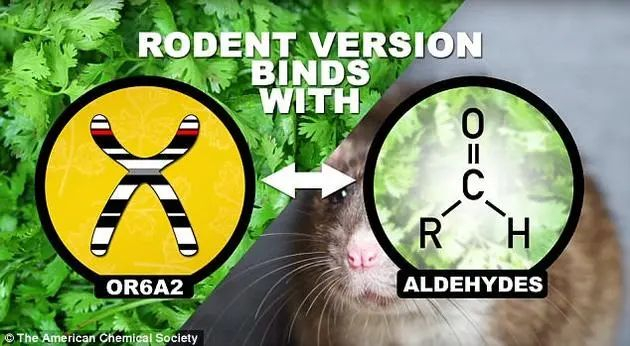 图源：The American Chemical Society