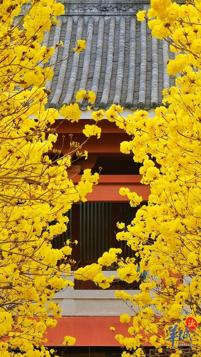 秋明拍花|看,广州光孝寺黄花风铃木"金"艳盛开