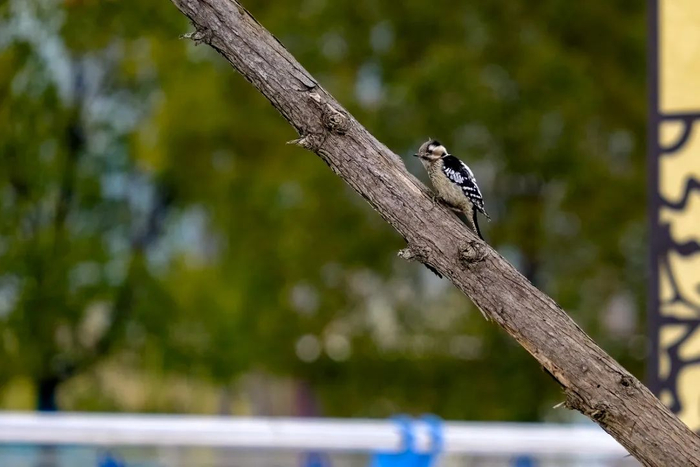 外貌独特,动作迅疾.|阜阳市|啄木鸟_新浪新闻