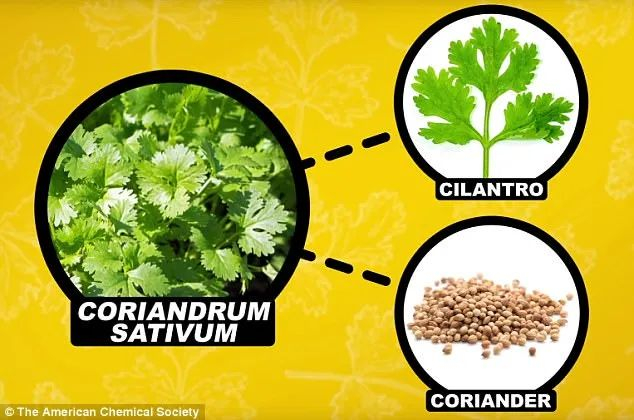 图源：The American Chemical Society