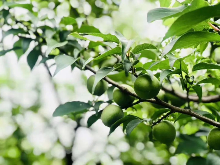 美的风光 | 跑溧马,玩溧水,这些春日宝藏线路千万别错过!__财经头条