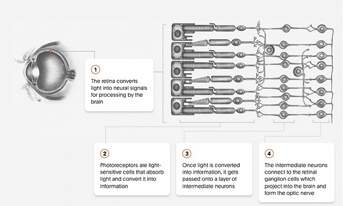 图片来自Science Corp官网
