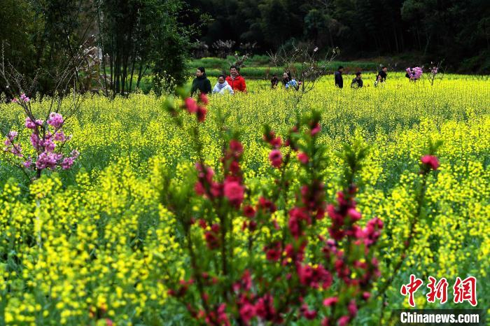 花开福建中国传统村落吉山村油菜花开分外美