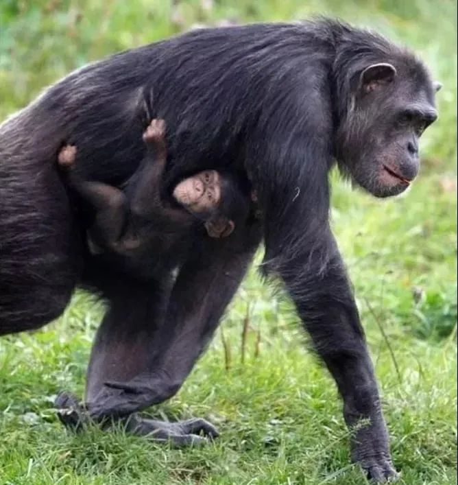 今天谈谈育儿的自然规律