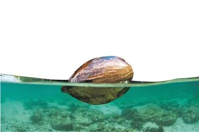 《种子博物馆》:种子是植物寄给未来的包裹|种子博物