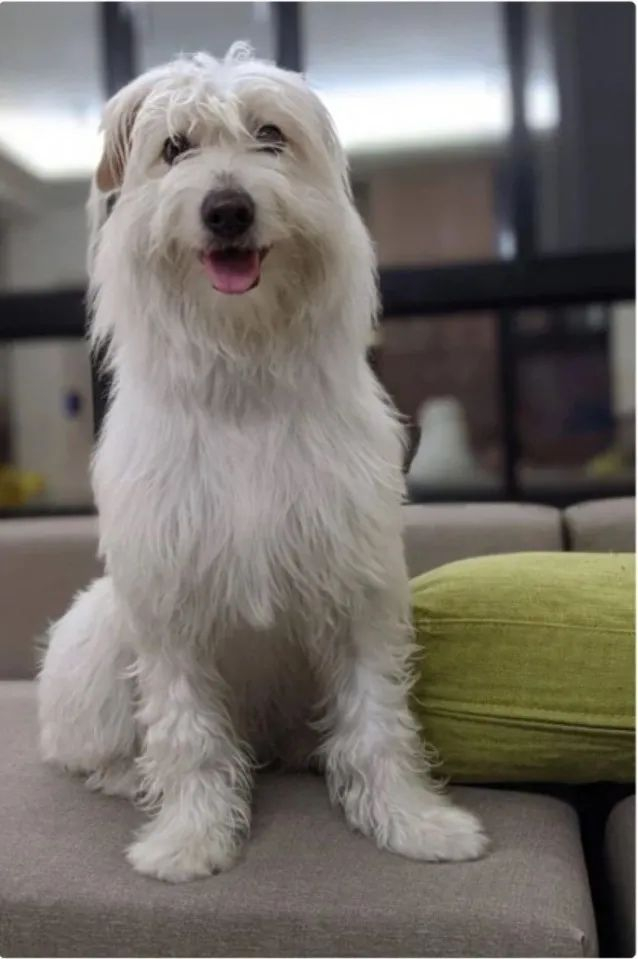 据兽医说,狗子有可能混到梗犬跟阿富汗猎犬.