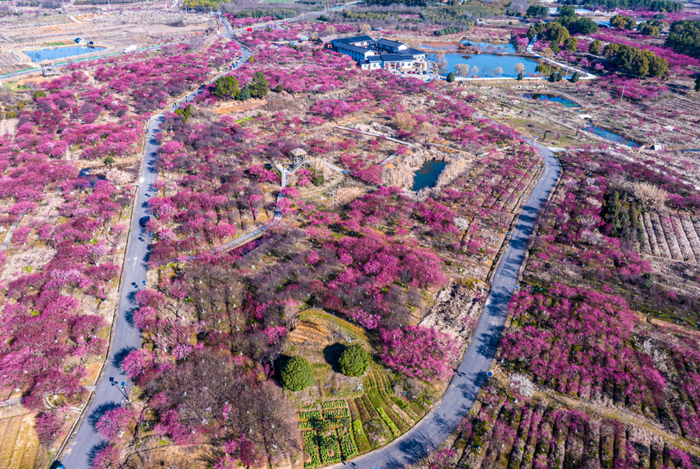 秦淮梅园秦淮梅园→梦华苑线路二:健康踏青线溧水的草莓采摘园非常多
