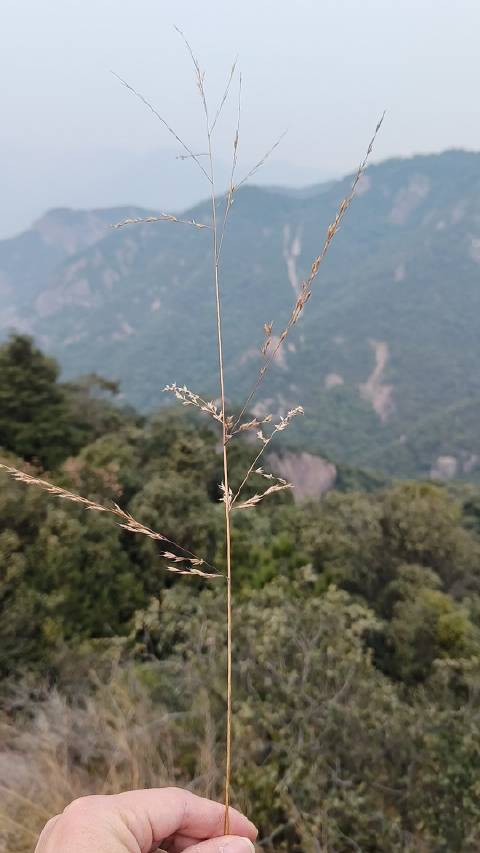 山野的风,宁静而又浓烈 是远古呼唤的思念 愿你我共勉……_手机新浪网