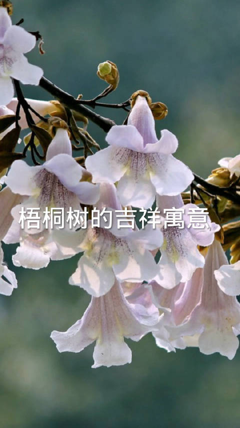 梧桐的吉祥寓意非常多哟