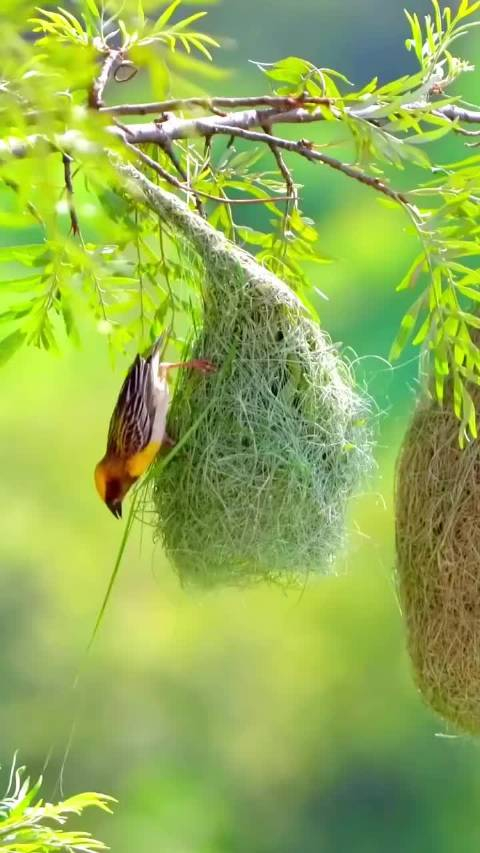 织布鸟建的房子真漂亮呀