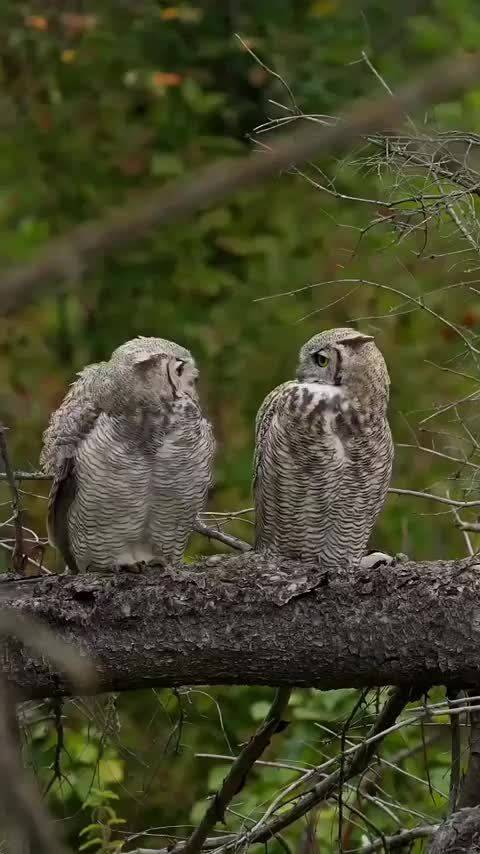 猫头鹰之间的恩爱