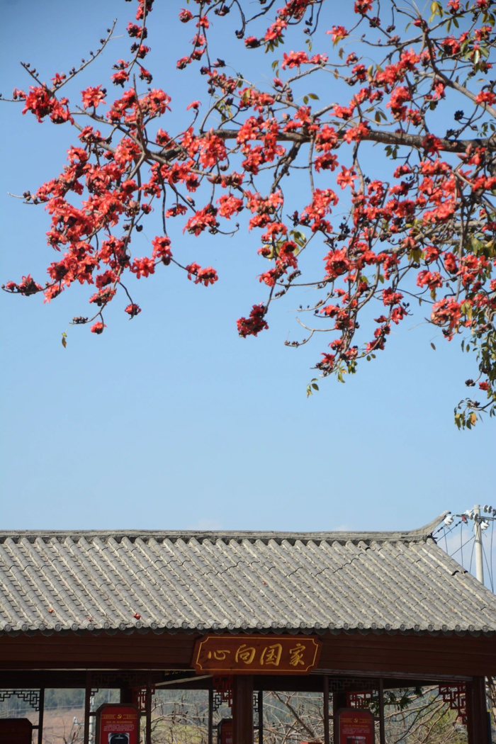 百年攀枝花正艳|攀枝花市_新浪新闻