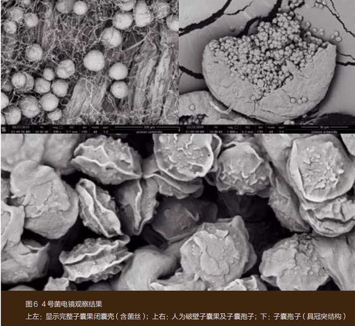 普洱茶中的金花研究