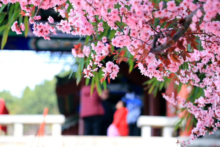 拥抱春天 播种绿色,济南红叶谷的春日画卷正在展开