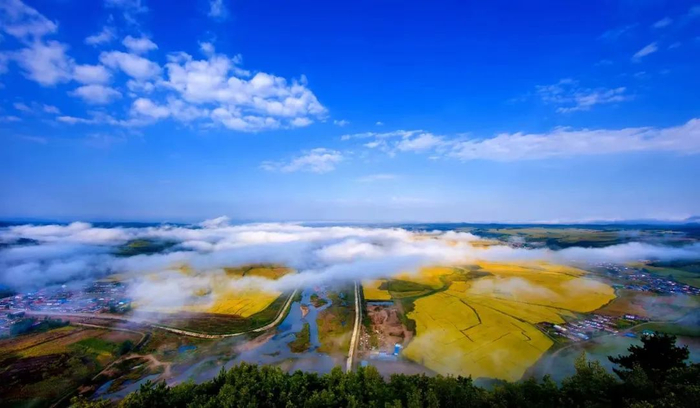 延边盘活"林下经济"统计 助力农业经济发展|延边朝鲜族自治州|林业