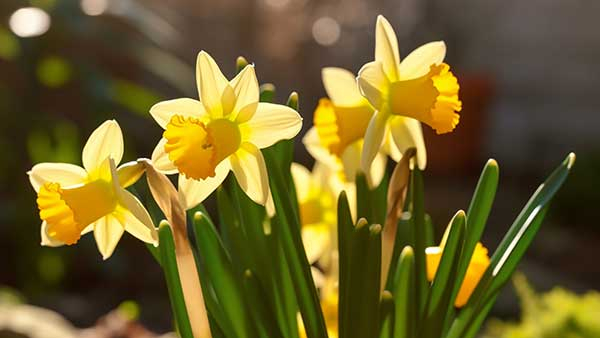 晨读|钟芳:水仙花香|水仙_新浪新闻