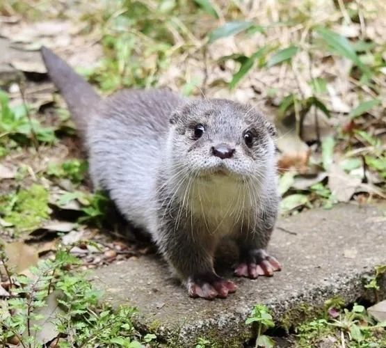 (上篇)|黎明_新浪新闻