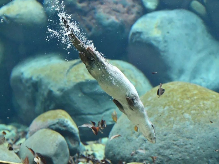 獭祭水鬼的黎明上篇