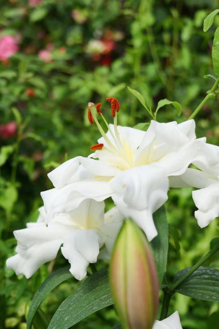 绿博园百合花开正好,花展再延长半个月!