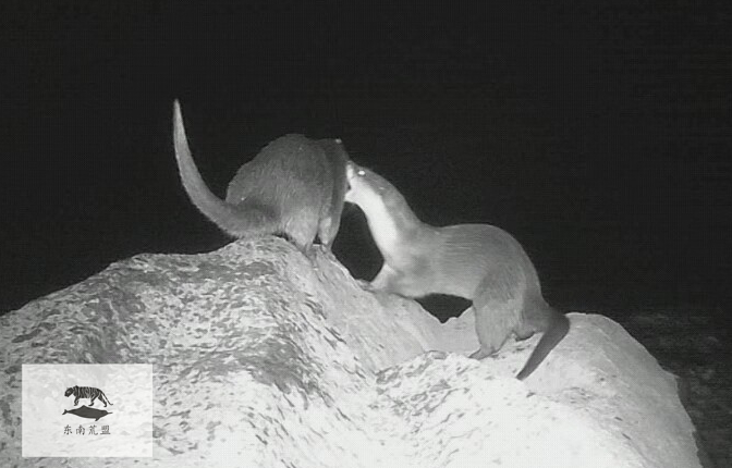 獭祭水鬼的黎明上篇