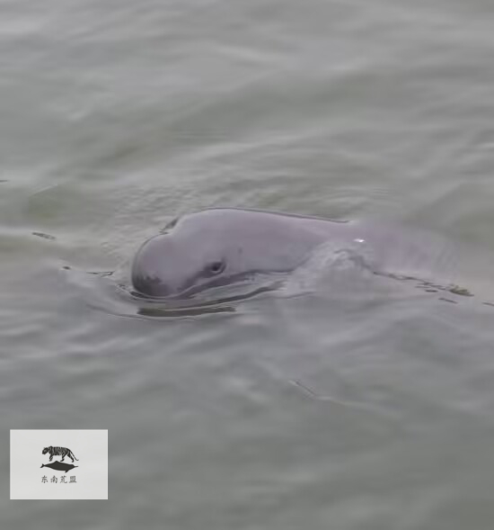 獭祭水鬼的黎明上篇