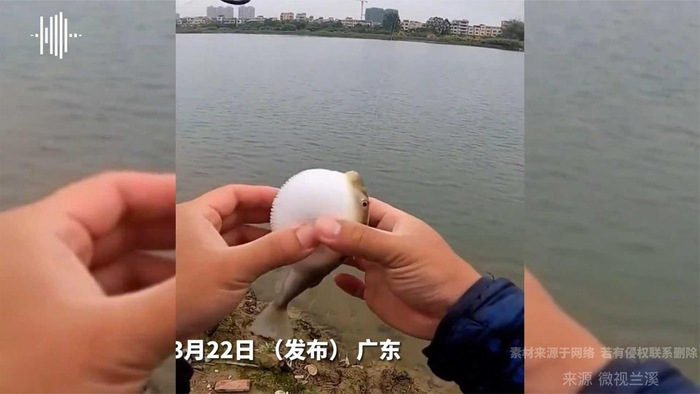 这么可爱的河豚你用来擦鞋子还一脚踢开