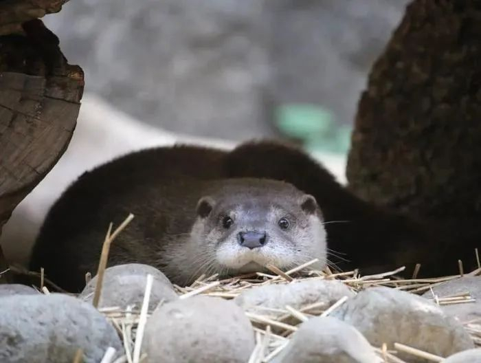 (上篇)|黎明_新浪新闻