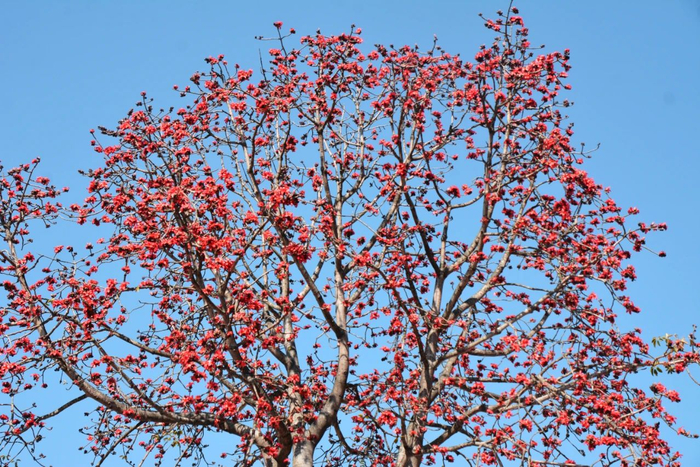 百年攀枝花正艳|攀枝花市_新浪新闻