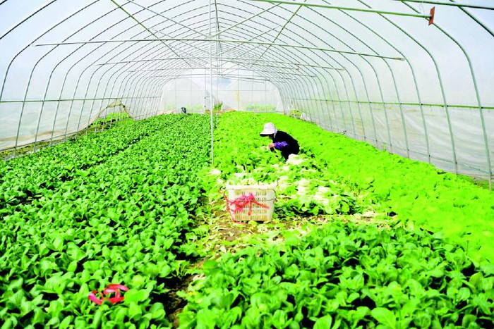 四季不断档充实长沙菜篮子