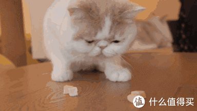 哭诉养加菲猫9个月不到我就后悔了