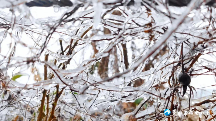 雨冻雪黄石速冻版冰糖葫芦来了