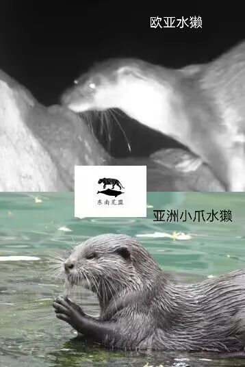 獭祭:水鬼的黎明?(上篇)|黎明_新浪新闻