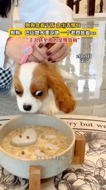 狗狗急着干饭急出表情包主人甚至用的是慢食碗