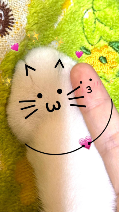 有猫的人一定要玩一次的jiojio合影|猫_新浪新闻