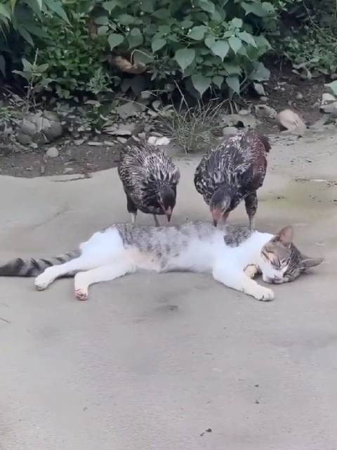 猫哥太有实力了一下点俩技师