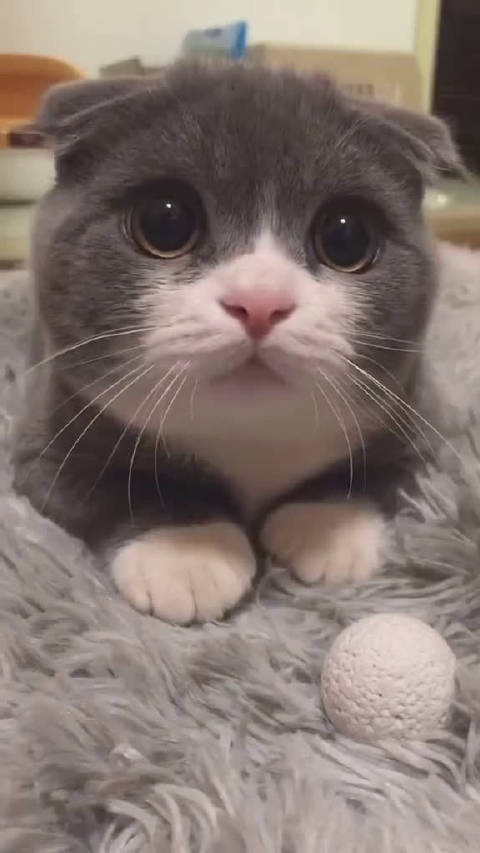 好可爱的一只猫咪圆溜溜的大眼睛太萌了
