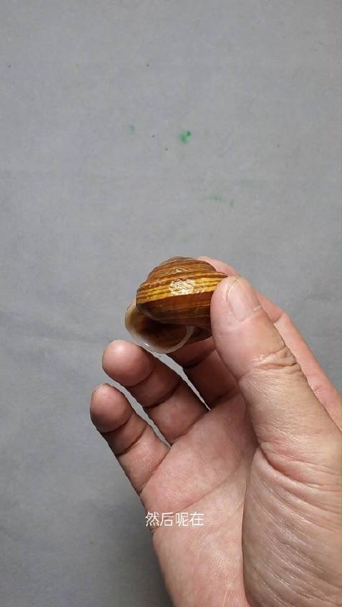这个左旋的蜗牛到了南方就能捡到的