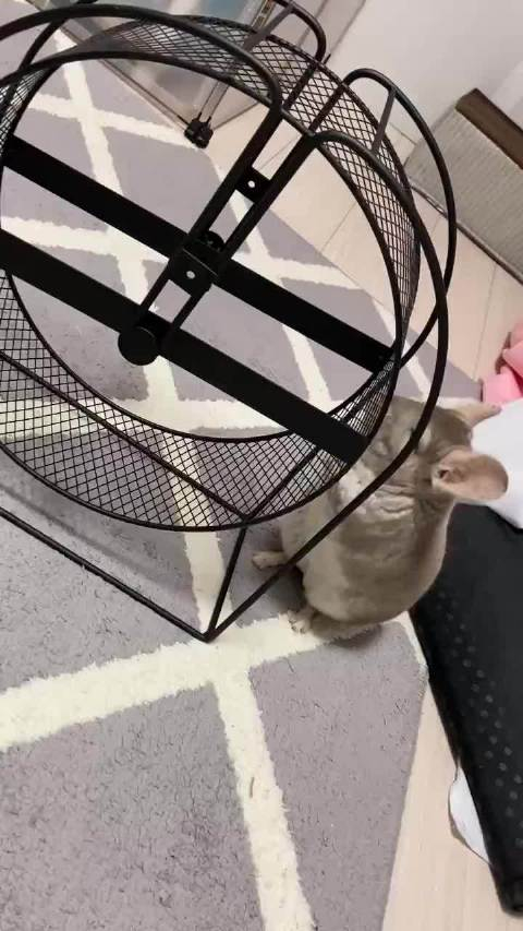第一次看到跑轮的小龙猫不知道如何使用轮子