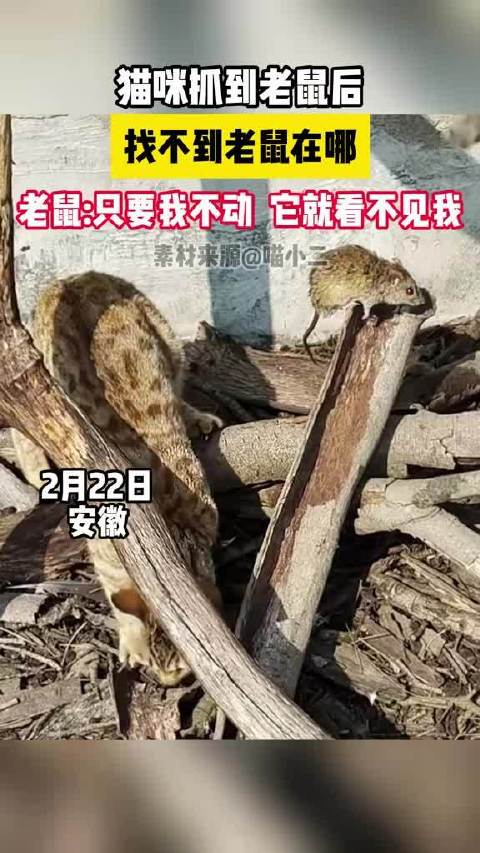瞎猫碰上活耗子这是咋卡视野吗